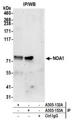 NOA1/C4orf14 Polyclonal Antibody