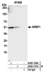 GRSF1 Polyclonal Antibody