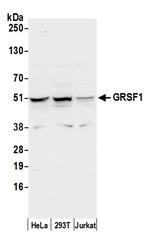 GRSF1 Polyclonal Antibody