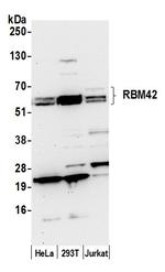 RBM42 Polyclonal Antibody