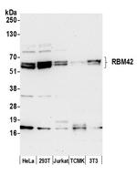 RBM42 Polyclonal Antibody