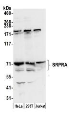 SRPRA/SRPR Polyclonal Antibody