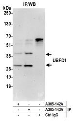 UBFD1 Antibody in Immunoprecipitation (IP)