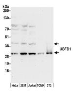 UBFD1 Polyclonal Antibody