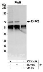 RNPC3 Polyclonal Antibody