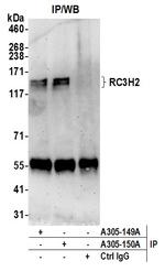 RC3H2/MNAB Polyclonal Antibody