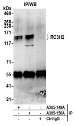 RC3H2/MNAB Polyclonal Antibody