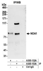 NOA1/C4orf14 Polyclonal Antibody