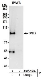 GNL2 Antibody in Immunoprecipitation (IP)