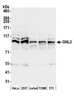 GNL2 Polyclonal Antibody