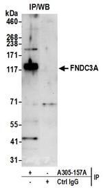 FNDC3A Antibody in Immunoprecipitation (IP)