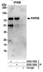PAPD5/TRF4-2 Polyclonal Antibody