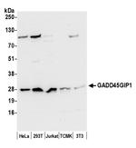 GADD45GIP1/CRIF1 Polyclonal Antibody