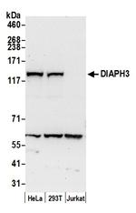 DIAPH3 Antibody in Western Blot (WB)
