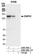 DIAPH3 Antibody in Immunoprecipitation (IP)
