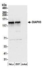 DIAPH3 Polyclonal Antibody