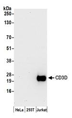 CD3D Polyclonal Antibody