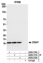 CD247/CD3Z Polyclonal Antibody