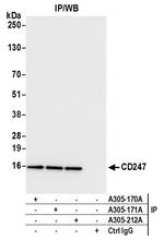 CD247/CD3Z Antibody in Immunoprecipitation (IP)