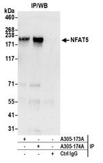 NFAT5 Polyclonal Antibody