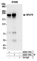 NFAT5 Antibody in Immunoprecipitation (IP)