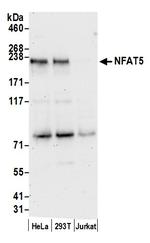 NFAT5 Polyclonal Antibody