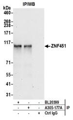 ZNF451 Antibody in Immunoprecipitation (IP)