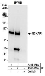 NCKAP1/NAP125 Antibody in Immunoprecipitation (IP)