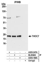 THOC7 Antibody in Immunoprecipitation (IP)