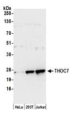 THOC7 Polyclonal Antibody