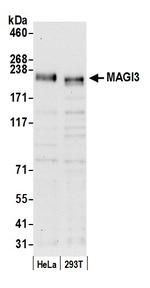 MAGI3 Polyclonal Antibody