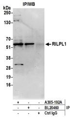 RILPL1 Polyclonal Antibody