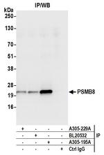 PSMB8/LMP7 Polyclonal Antibody