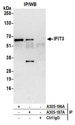 IFIT3 Polyclonal Antibody