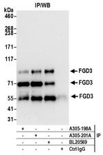 FGD3 Polyclonal Antibody