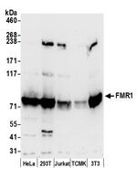 FMR1/FMRP Polyclonal Antibody
