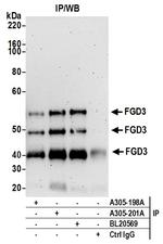 FGD3 Antibody in Immunoprecipitation (IP)