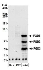 FGD3 Polyclonal Antibody