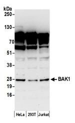 BAK1 Polyclonal Antibody