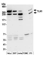TLN1/Talin-1 Polyclonal Antibody