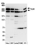 TLN1/Talin-1 Polyclonal Antibody