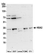 NSA2/TINP1 Polyclonal Antibody