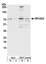 RPUSD2 Polyclonal Antibody