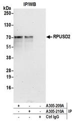 RPUSD2 Polyclonal Antibody