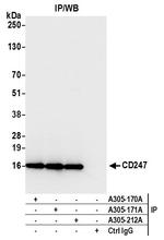 CD247/CD3Z Antibody in Immunoprecipitation (IP)