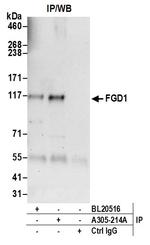 FGD1 Polyclonal Antibody