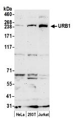 URB1/NPA1 Polyclonal Antibody