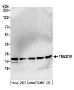 TMED10/TMP21 Polyclonal Antibody