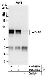 APBA2 Antibody in Immunoprecipitation (IP)