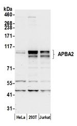 APBA2 Polyclonal Antibody